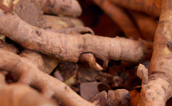 Embracing Our Roots: The Timeless Wisdom of Traditional Medicine